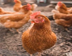  مصر اليوم - فرنسا تذبح 16 مليون دجاجة خوفا من أنفلونزا الطيور