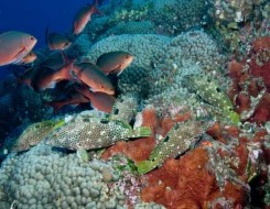   مصر اليوم - أهم الكائنات البحرية المهددة بالانقراض بالبحر الأحمرالسلاحف وسمكة نابليون