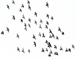   مصر اليوم - الطيور تستخدم المجال المغناطيسي للأرض للعودة إلى مكان تكاثرها