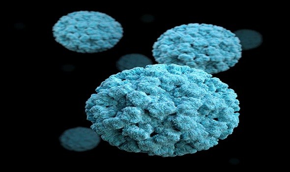   مصر اليوم - اليابان تُسجّل أول حالة وفاة في العالم بفيروس أوز
