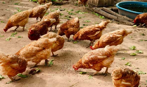   مصر اليوم -  إعدام أكثر من 50 مليون طائر في مزارع أوروبا بسبب إنفلونزا الطيور