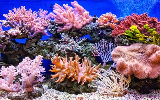   مصر اليوم - اختلال طبيعة تكاثر الشعاب المرجانية في البحر الأحمر نتيجة التغيرات المناخية