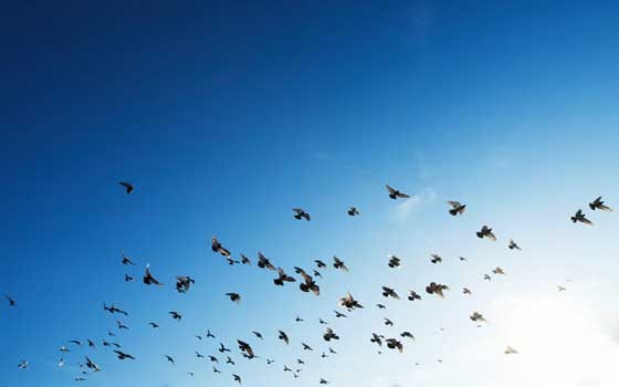   مصر اليوم - سلطنة عُمان تبدأ في استقبال مئات الآلاف من الطيور المهاجرة