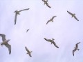   مصر اليوم - تدهور أعداد نصف أنواع الطيور في العالم