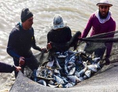   مصر اليوم - مصر على وشك تحقيق الاكتفاء الذاتي من إنتاج الأسماك