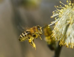   مصر اليوم - النحل الطنَّان سيتأثر بالتغير المناخي أكثر من الأنواع الصغيرة