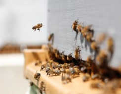   مصر اليوم - حل لغز هضم اللحوم لدى النحل الشوكي