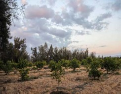   مصر اليوم - مبادرة مصرية تستعد لمؤتمر المناخ بتحفيز زراعة الشجر