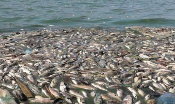   مصر اليوم - تقرير يوضح نفوق ملايين الأسماك بسبب التلوث في إسبانيا