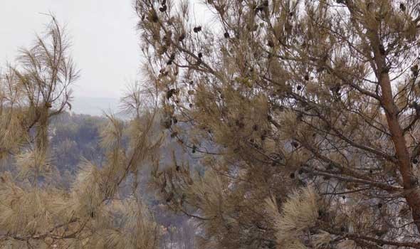   مصر اليوم - الأشجار الميتة تطلق انبعاثات كربونية أكثر من حرق الوقود الأحفوري