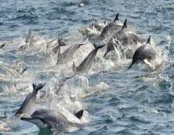   مصر اليوم - تزايد أعداد الحيتان الزعنفية في القارة القطبية الجنوبية