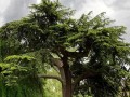   مصر اليوم - العالم يترقب استعراض الخطة السعودية لإنقاذ الكوكب من خلال تجربة مُلهمة لزراعة 50 مليار شجرة