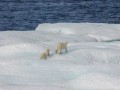   مصر اليوم - تدهور أعداد الدببة القطبية في كندا
