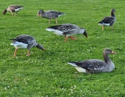   مصر اليوم - فرنسا تذبح أكثر من 300 ألف طائر منذ أغسطس للحد من عودة انتشار أنفلونزا الطيور