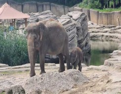   مصر اليوم - ولادة نادرة لفيل أبيض في ميانمار
