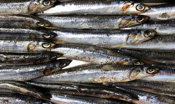 الإفراط في تناول بعض الأسماك  قد يؤدي إلى الإصابة بالزهايمر