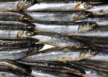   مصر اليوم - الإفراط في تناول بعض الأسماك  قد يؤدي إلى الإصابة بالزهايمر