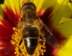   مصر اليوم - 24 مليون دولار صادرات مصر من النحل الحي في نهاية 2021