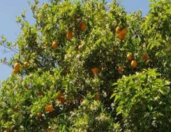  مصر اليوم - مصر  تحتل المركز الأول عالميا في تصدير البرتقال منذ 2019