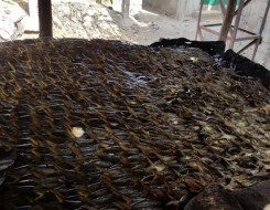   مصر اليوم - مرض غامض يقتل 800 ألف من صغار سمك السلمون بنهر كلاماث في كاليفورنيا