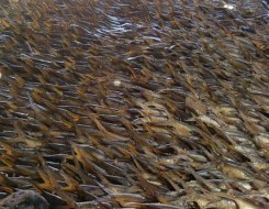   مصر اليوم - عينات نهر أودر تستبعد المواد السامة في نفوق الأسماك