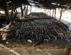   مصر اليوم - وزارة الزراعة المصرية تكشف أسباب طفرة الإنتاج السمكي