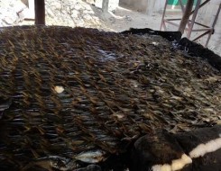   مصر اليوم - العثور على أسماك نافقة وأخرى حية تحمل تشوهات في طبرقة التونسية