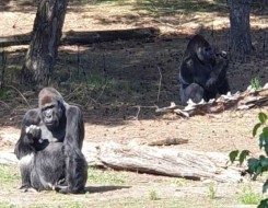   مصر اليوم - قَتل شمبانزي بالرصاص بعد هُروبه من حديقة حيوانات في أثينا