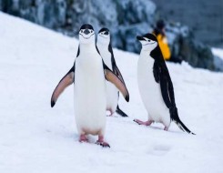   مصر اليوم - طُيور البطريق تَكشف أسرار تغير المُناخ في القطب الجنوبي