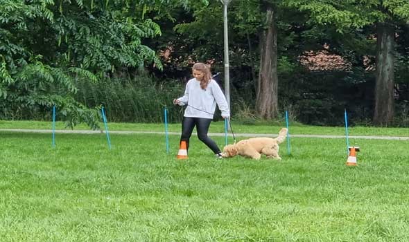   مصر اليوم - دراسة تكشف علاقة تربية الكلاب بتحسن الصحة النفسية