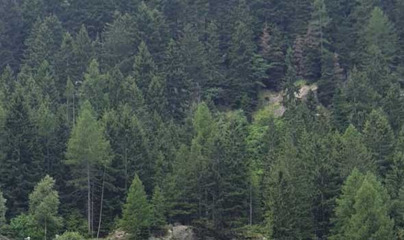 شركة محطات طاقة بريطانية صديقة للبيئة تدمر الغابات الكندية