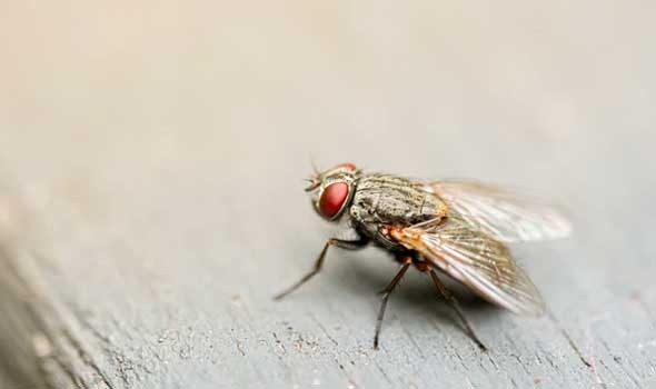   مصر اليوم - اكتشاف نوع جديد من الحشرات تدعى فالهالا تقضي 11 شهرا من العام محبوسة في سراديب