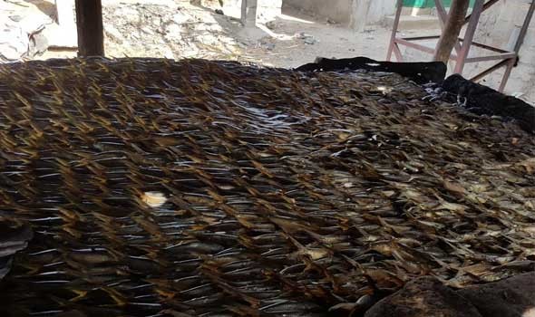   مصر اليوم - هيئة الثروة السمكية تؤكد أن إنتاجها وصل لـ2 مليون طن من أسماك المزارع