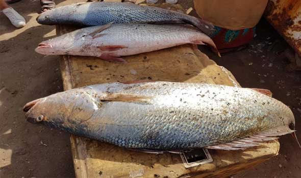   مصر اليوم - أسعار السمك اليوم في السوق المصري الإثنين 01 يوليو/ تموز  2024