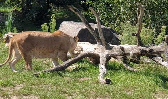   مصر اليوم - أسد يأكل إصبع حارس في حديقة حيوان جامايكا