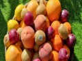   مصر اليوم - فوائد ومخاطر النظام الغذائي المعتمد على الفاكهة