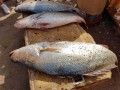   مصر اليوم - أسعار السمك اليوم في مصر السبت 25 مايو 2024 بسوق العبور للأسماك
