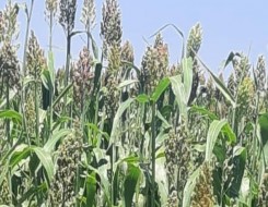   مصر اليوم - تأهب أميركي لحصار «هرمز» يلهب أسعار القمح والمحاصيل العالمية