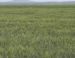   مصر اليوم - ظاهرة النينيو تهدد غذاء ملايين البشر حول العالم