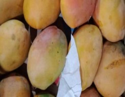   مصر اليوم - تناول المانجو يوميًا يدعم صحة القلب بعد انقطاع الطمث