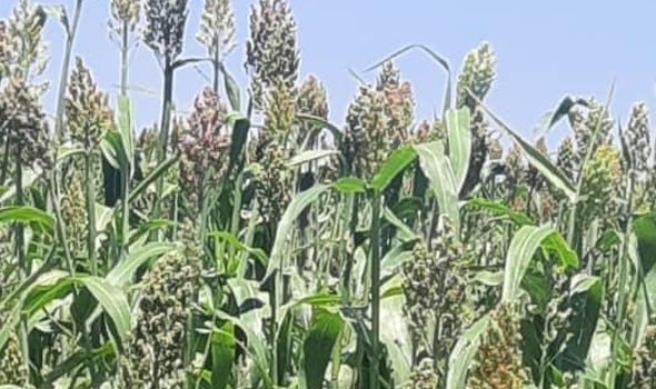   مصر اليوم - تأهب أميركي لحصار «هرمز» يلهب أسعار القمح والمحاصيل العالمية