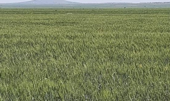   مصر اليوم - ظاهرة النينيو تهدد غذاء ملايين البشر حول العالم