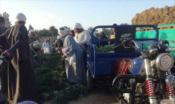   مصر اليوم - بدء موسم زراعة البصل في الأقصر