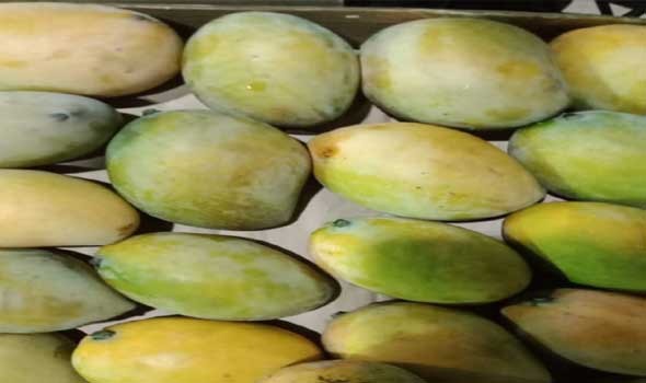   مصر اليوم - المانجو ليست لذيذة فقط بل تقي من السكري أيضًا