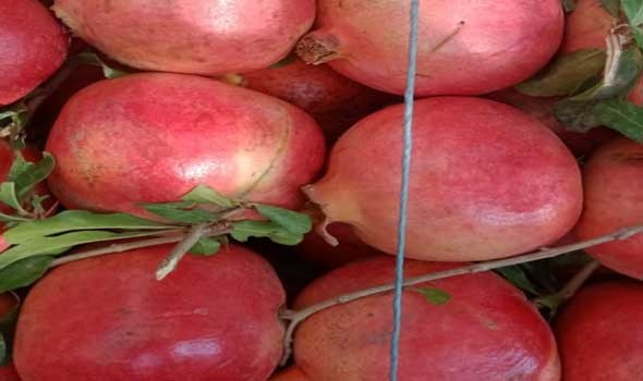   مصر اليوم - تناول الرمان على معدة فارغة يمنح طاقة دون رفع سكر الدم