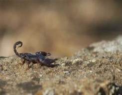   مصر اليوم - اجتياح العقارب لمدن البرازيل نتيجة انتشار الصراصير والحشرات