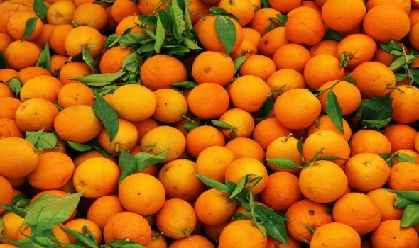   مصر اليوم - 105.26 مليون دولار صادرات مصر من البرتقال واليوسفي خلال شهر إبريل 2023