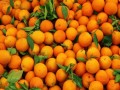   مصر اليوم - مشروبات البرتقال يمنح الطاقة للجسم