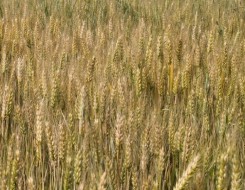   مصر اليوم - موجة الغلاء تلقي بظلالها على موسم زراعة القمح في شمال شرق سوريا