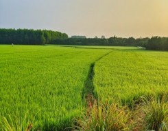   مصر اليوم - السعودية تدخل موسوعة غينيس بأكبر مزرعة مستدامة على مستوى العالم